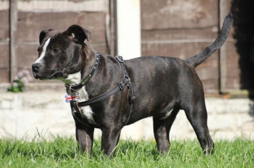 st_terrier