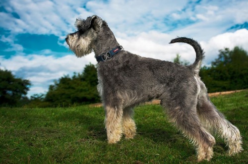 torpe_schnauzer