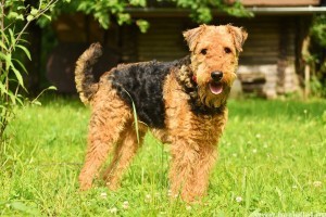 Airedale terrier, a hatalmas, elegáns megjelenésű terrier