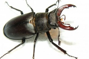A európai szarvasbogár (Lucanus cervus)