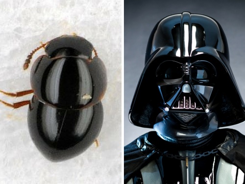 darth_vader_bogar