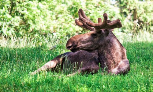 alces