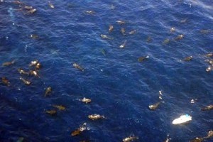 420 cetcápa (Rhincodon typus) hemzsegett a mexikói partok mentén