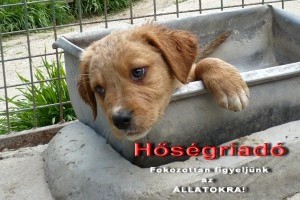 Állatkínzásért nem a meleget, hanem a gazdát büntethetik meg!