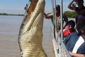Brutus, az óriás krokodil