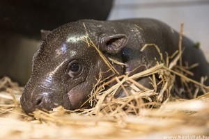 Cuki törpevíziló született a nyíregyházi állatkertben