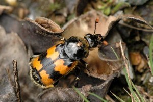 Hasznos-e a temetőbogár (Nicrophorus vespillo)?