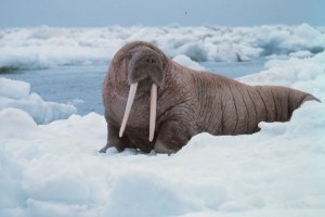 A rozmár (Odobenus rosmarus)