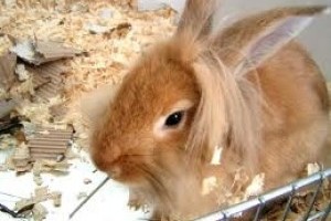 Milyen a nyulak érzékelése?