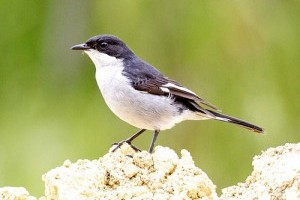 Afrikában folytatódik a BirdLife International madármegfigyelő versenye