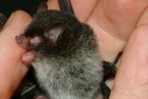 Csövesorrú bőregeret fedeztek fel magyar kutatók Vietnámban