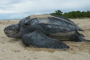 A kérgesteknős (Dermochelys coriacea)