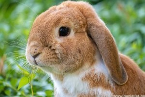 Kerti nyúltartás: hogyan tartsuk kertben a nyuszit?