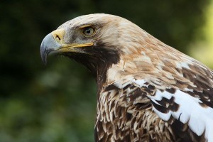 Újabb parlagi sasokra került műholdas jeladó