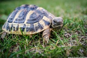 Hogyan teleltessük hüllőinket?