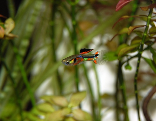 guppy-2579972_1280