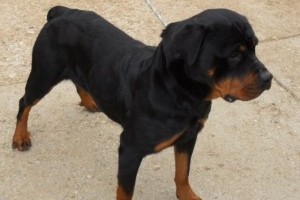 Édes kis rottweilret találtak