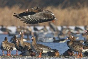 Több ezer réce és sirály a Tatai Vadlúd Sokadalom helyszínén