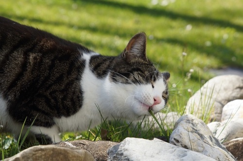 cat-4089327_640