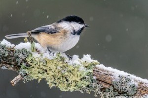 Cinkegolyó alternatívák házilag - hogy csináld