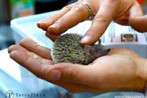 Egzotikus élőlények paradicsoma, avagy TerraPlaza!
