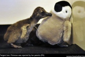 Pingvinbébik és a plüssmama - cuki fotók!