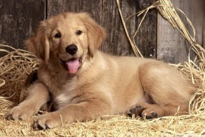 Zongorázó golden retrieverek
