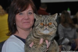 Felis Hungarica Macskakiállítás Győrben