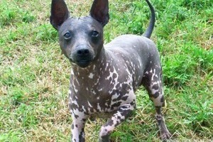 Az amerikai kopasz terrier