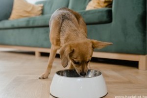 Erről ismerheted fel a glutén intoleranciát a kutyádnál!