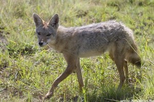 Sakálkölykök születtek a Budakeszi Vadasparkban