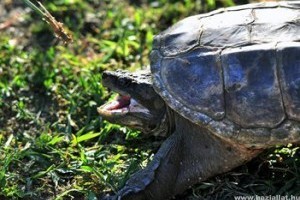 Aligátorteknőst találtak a magyar patakban