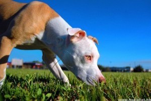 Többé már nem veszélyes állat a pit bull terrier?!