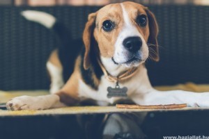 Illik hozzám a beagle?