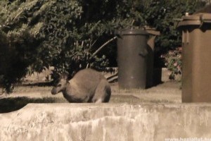 Városnéző körutat tett a nyíregyházi kenguru szökevény