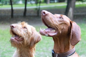Veszélyben a MAGYAR VIZSLA?