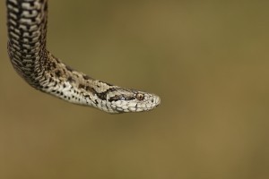 Rekordszámú vipera született a Kiskunságban