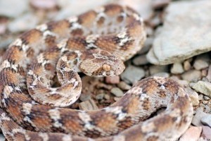 Életveszélyes kígyót fogott a nagyi konyhai csipesszel