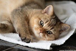 Macskafajták: perzsa, birman, ragdoll, maine-coon, brit
