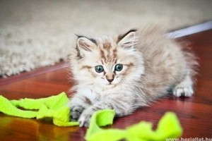 Macska kiválasztása: honnan, milyet, milyen neműt?