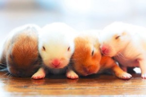 A nyúl viselkedése: pihenés, támadás, védekezés