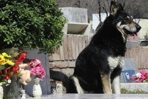 Hat éve őrzi gazdája sírját egy németjuhász