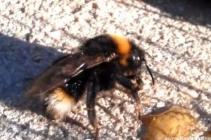 Újraélesztette a dongót, megmentette az életét - Videóval