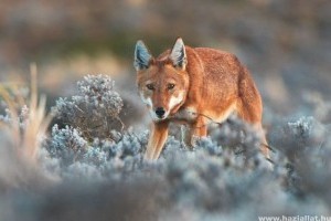 Genetikailag rendkívül sérülékeny a világ legritkább kutyaféléje