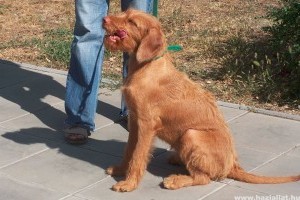 Bella - magyar vizsla