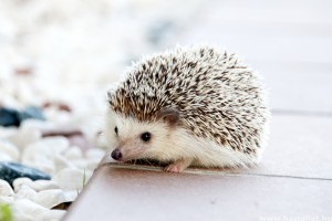 Így gondoskodj a törpesünről hideg időben