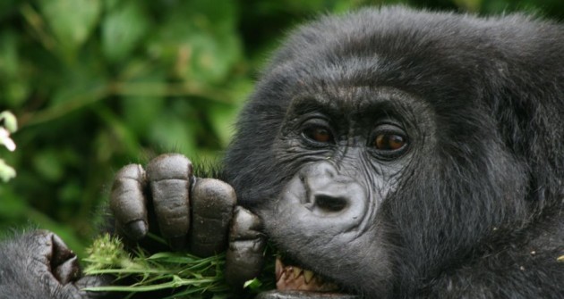Remény a hegyi gorilláknak
