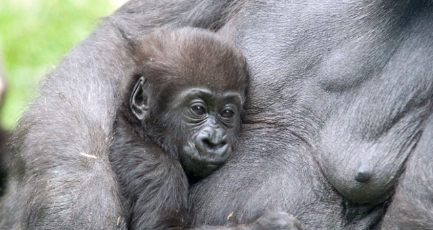 Tovább élnek a társaságkedvelő gorillák, mint zárkózott társaik