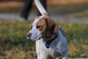 Beagle tenyésztő kiválasztása