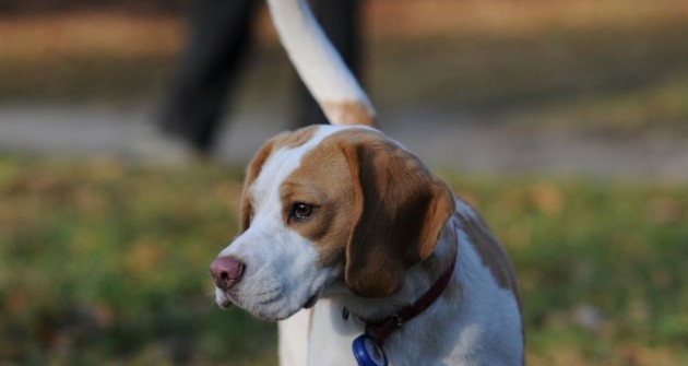 Beagle tenyésztő kiválasztása